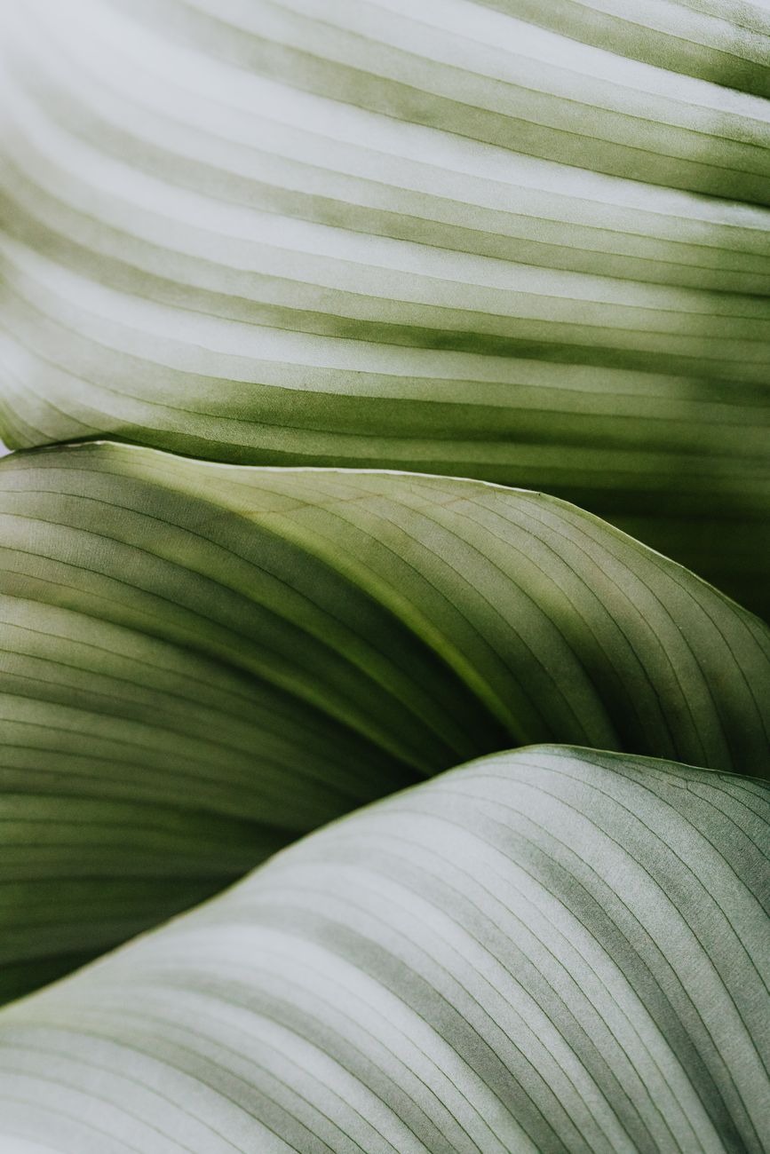 macro photography of leaves